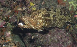 Thailand 2015 - Ko Tao - Merou Marron - Epinephelus fuscoguttatus _IMG_3693_rc